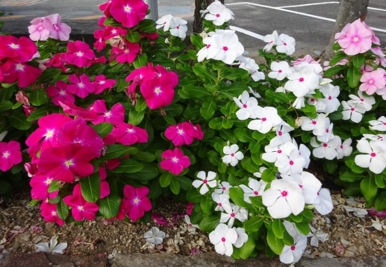 スクリーンショット 2025-03-21 120542